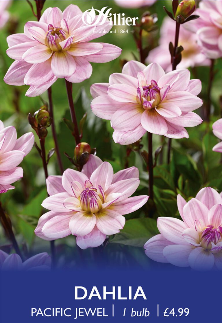 8718641998823 1 Dahlia Pacific Jewel.jpg